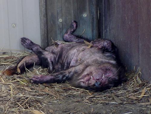 taz - Getting up close and personal with the devil! Tasmanian Devil - Bicheno Tasmania
