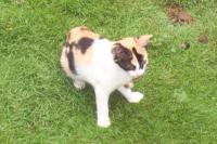 Cat - This is our pet. Her name's Tri. She has a tri-colored fur which always draw attention from other people.