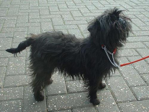 Dog - An Affenpinscher is a terrier-like toy breed of dog.