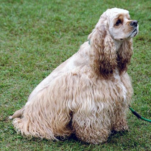 Dog - The American Cocker Spaniel