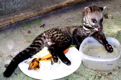 Palm civet - this is the photo of a spotted palm civet..but not the picture of my civet...
