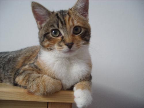 Bella - Recent Picture of my beautiful Kitten