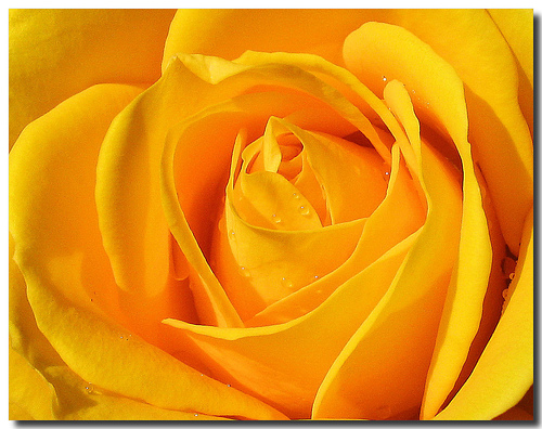 A beautiful rose in my garden - A beautiful yellow rose grown in my house