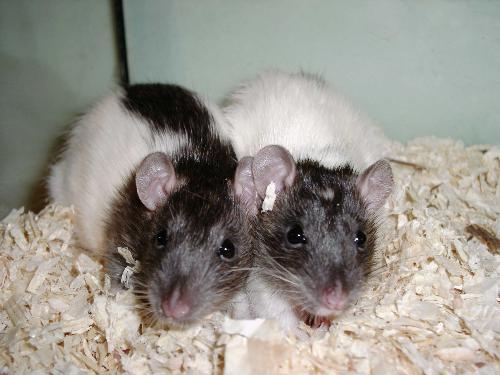 Luna and Kitten - Luna and Kitten. two little girl ratties, 8 weeks old.