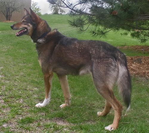 Dog - An Alaskan husky