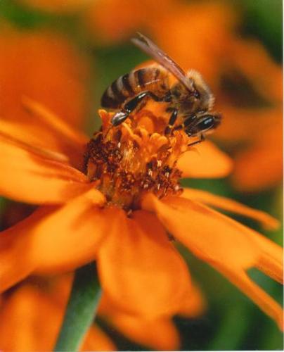 Bee on flower - This was taken with a couple of close up filters and a ring flash, Pentax camera