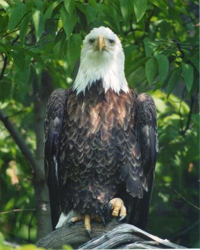 America Bald Eagle - This was taken with a Miolta camera and a 100-400 mm lens