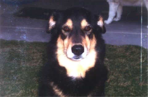 My Mocha :( - I miss her everday!