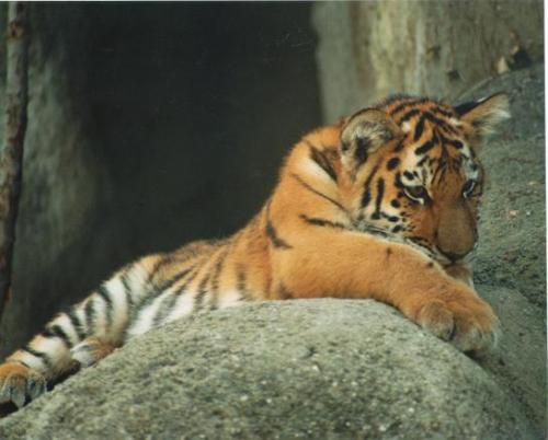 Baby Siberian Tiger - this was taken with a Minolta camera and 100-400mm lens