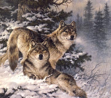 My Wolf Image For Wallpaper/screensaver - image of two wolves in the snow