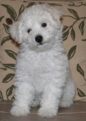 Gorgeous Bichon Frise Puppy! - This is my gorgeous Bichon Frise Puppy, he is 12wks old and just so adorable...
