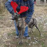 greyhound - This ghost rider at Christmas on the farm he is 7months here