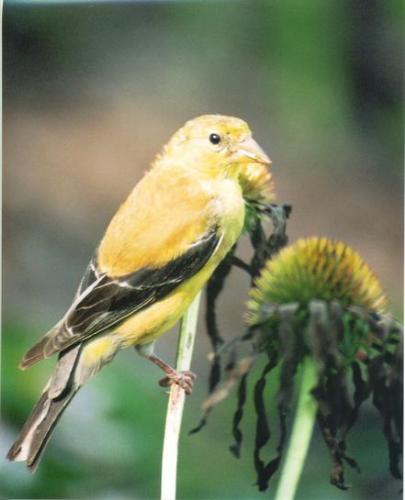 bird on flower - This was taken with a Minolta camera and 100-400mm lens