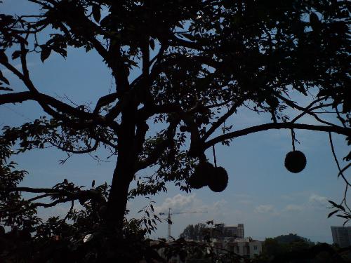 Durian Tree - I was fascinated by the durians hanging individually on the tree....