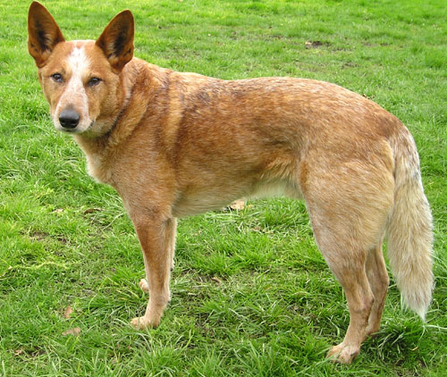 Dog - An Australian Cattle Dog also called Queensland Heeler, Blue Heeler and Red Heeler.