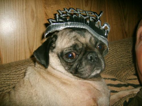 My pug, Bugsey on New years Eve - My pug, Bugsey on New Years Eve.. Yeah, she looks cute, doesn't she?