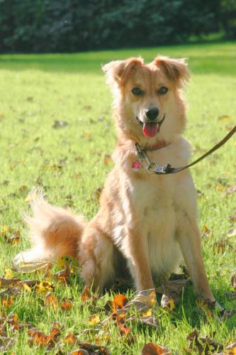 Dog - A Basque Shepherd dog