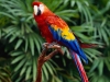 hidden talent - A parrot has hidden talent, if train them they can talk, sing,say numbers and even arrange cards.