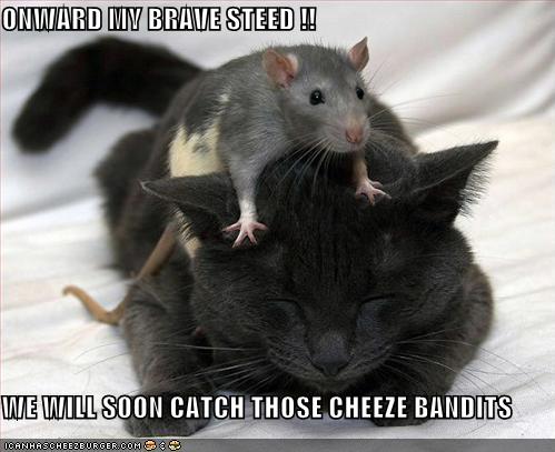 cat and mouse - On a crusade to get the cheese back..lol