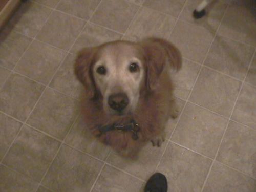 My Dog - My dog, Montana. A few months before she was put down at the age of 16.