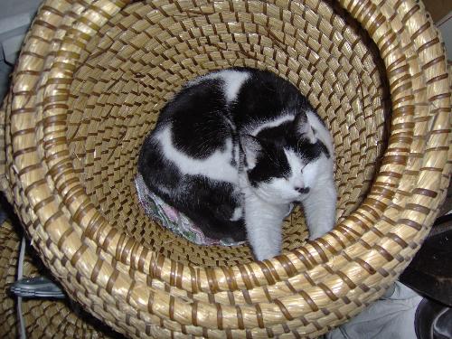 My cat Poppy - This is her own cozy spot. Foutunately I don't use the basket.