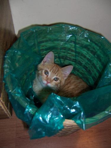 Cute kitty in waste paper basket - This photo was taken of Tigger one of two ginger twin male cats we have. He climbed in and sat there looking around and quite happy with himself!.