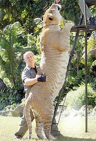 Liger - 900 pound Liger (Lion and Tiger)