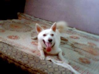 My pet - Yeah . thats my pet milo... i luv his activities.. very active dog...