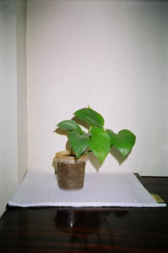 The Money Plant - SCINDAPSUS AUREUS - Scindapsus Aureus is one of the most common household plant that offers great folliage and greenery indoors with not much demands. It's a hardy plant that will survive almost anywhere. To get this plant to grow at its best, a bright location (not direct sunlight) with regular watering and a little fertilizing once in a way is just fine. To clone this plant, simply cut off a stem and plant it into another pot. Scindapsus Aureus possesses aerial roots on the opposite side of each leaf, so make sure that at least a couple of these roots are emerged in the soil so they can grow and absorb moisture. Most of them are dark brown nodes which wait for moisture to break open and grow.