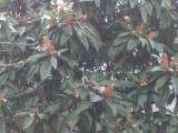 Nespula fruit tree - nespula fruit tree from my garden