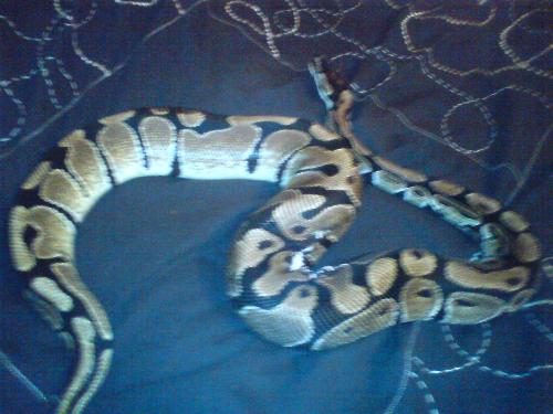 my royal (male) - this big boy, is hatton my accomplice to my other royal of which i have posted a pic on here awlready.