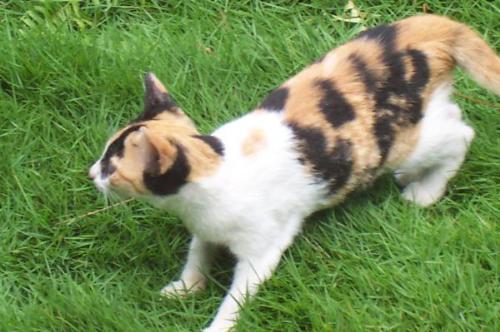 Tri - Our cat.