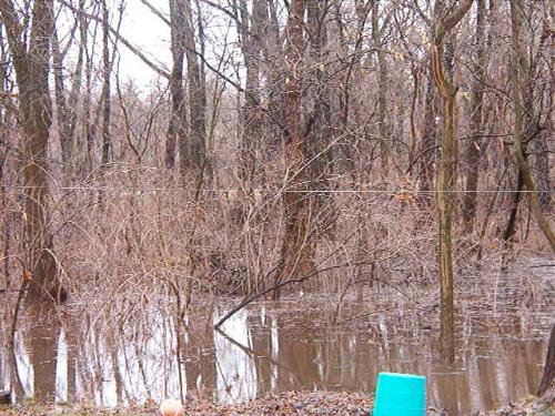 Low-lying woods next to my property. - Even thou the creek doesn't come close to this part of the property next door to me, it still collects water whenever the ground is overly saturated like it is now. It's about 1 1/2' deep in the lowest part.