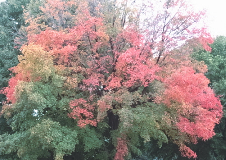 Beautiful Fall colors - Taken at a nearby lake in October