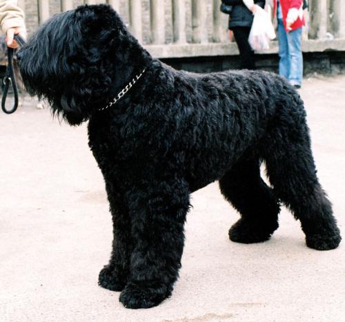 Dog - A Black Russian Terrier , a guard / police dog