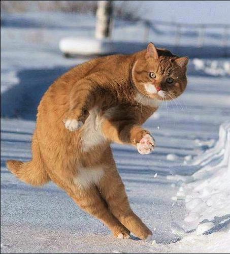 Cats - Down hill slope skiier