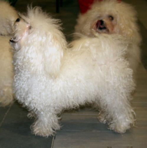Dog - A Bologenese