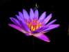 Flower - Blue Lotus Flower rare