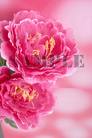 love in the bed of flower - feel the softness of love