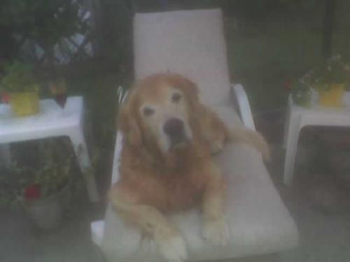 Golden Retreivers - My dog on the patio furniture