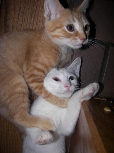 Kittens - A friend's new kittens.
