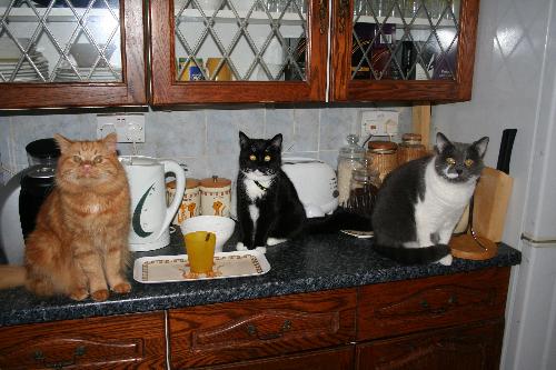 Three Wise Monkeys! - here are my three little monkeys waiting to be fed, they like queing up like they are in a canteen, they are so funny..