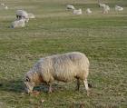 Sheep Grazing - Yearling sheep grazing.