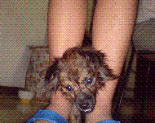 love my doggie.. - this is the way we hug our doggie yenoh...:)