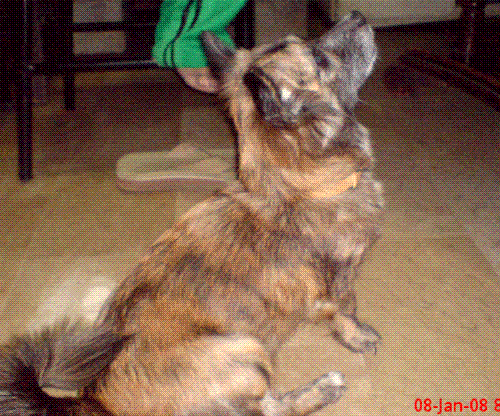She is hungry... - now she starts begging for food ..