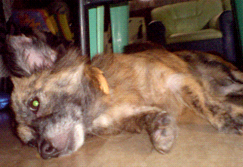 Isn't she cute? - It's her lazy days! She is pregnant...