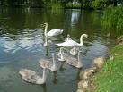 lovely lake - a lovely lake with swans
