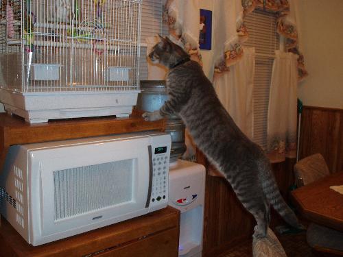 my trouble maker - my cat trying to see my birds