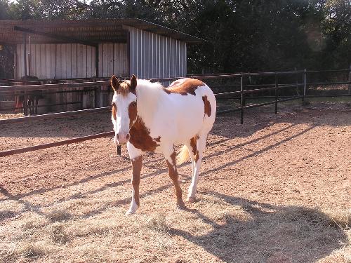 Beautiful horse - An image of a very beautiful white-browh horse
