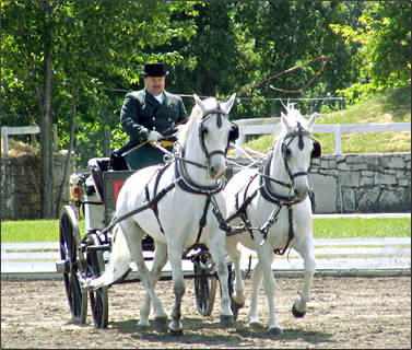 Carraige horses - An Image of two Lipizzan Carriage Horses